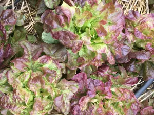 Blushed Butter Oak Lettuce