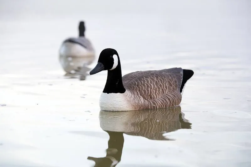 Game On Canada Goose Flocked Floating Decoys: 4-Pack