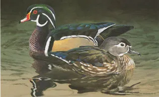 H-63  Wood Ducks