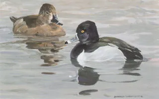 H-65  Ring Necked Ducks