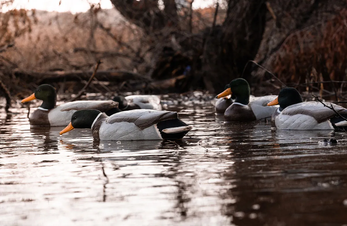 Migration Edition Mallard Drake Combo Pack - Flocked Head & Tail